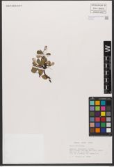 Foto von Salix reticulata L.